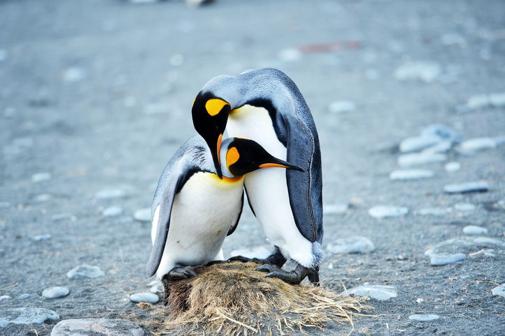 Two penguins huddled over their nest in a rocky landscape