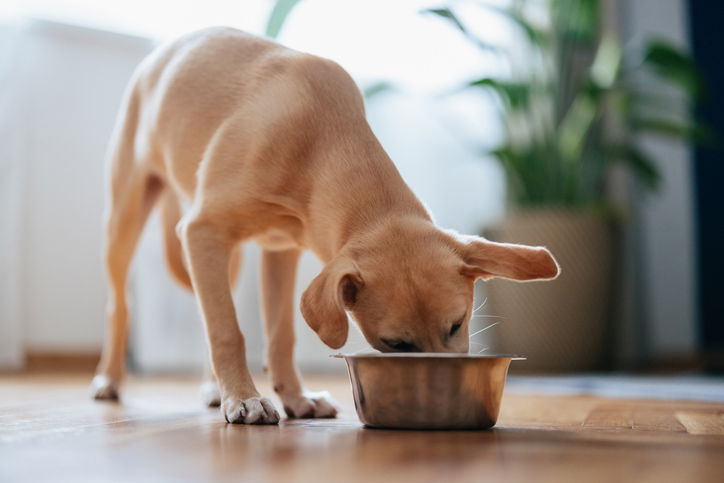 Close up shot of a puppy eating its food from a metal bowl at home