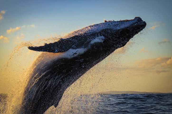 Humpback whale breaching during golden hour off Sydney, Australia