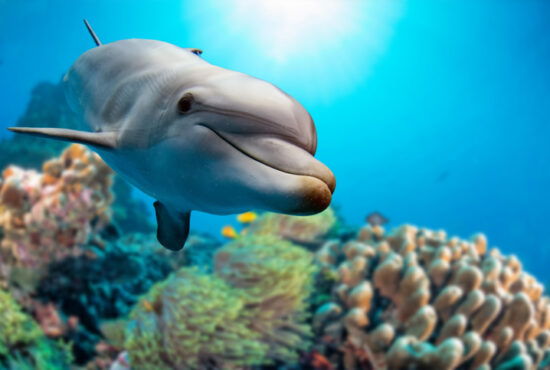 dolphin underwater on reef background looking at you
