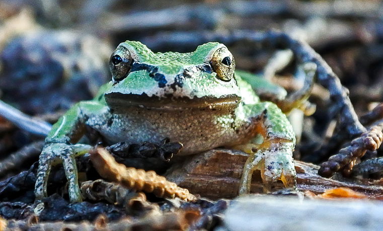 Green Sierran Treefrog (Pseudacris sierra) found in Northern California among the beautiful Moss Beach California USA area