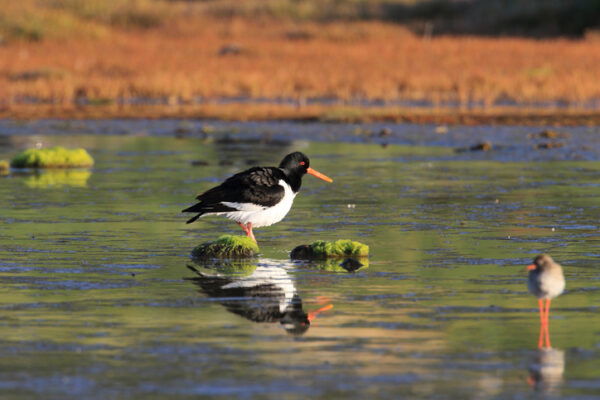Eurasian oystercatcher