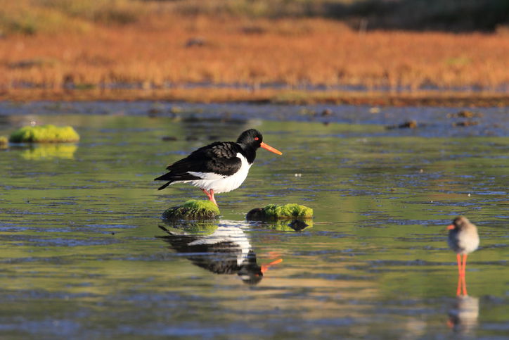 Eurasian oystercatcher