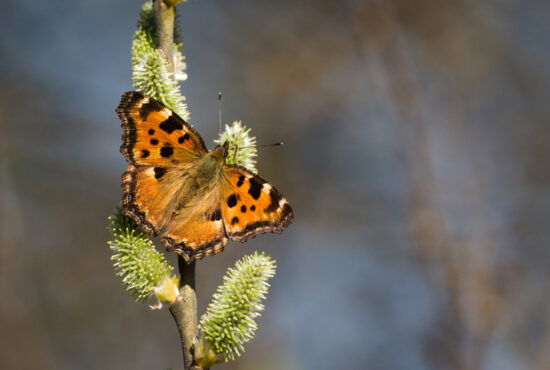 Nymphalis polychloros, also known as the large tortoiseshell