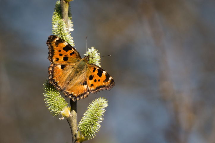 Nymphalis polychloros, also known as the large tortoiseshell