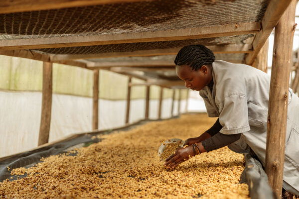 Female farm worker scooping coffee beans into a bowl during honey process